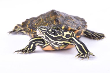 Halkalı harita kaplumbağa, Graptemys oculifera