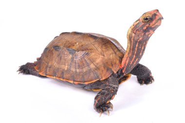 Yaprak kaplumbağa, Geoemyda japonica Ryukyu kara göğüslü