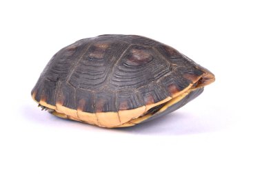 Chinese box turtle, Cuora flavomarginata flavomarginata clipart
