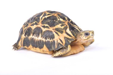 Örümcek kaplumbağa, Pyxis'i arachnoides arachnoides