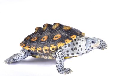 Süslü diamondback terrapin, Malaclemys terrapin macrospilota
