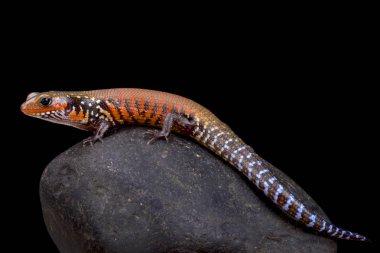 Yangın skink, Lepidothyris fernandi