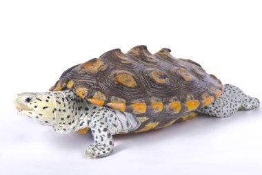 Carolina diamondback terrapin, Malaclemys terrapin centrata