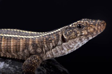 Dev kertenkele, Matobosaurus validus kaplama