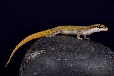 Kıt zemin Gecko, Dixonius melanostictus