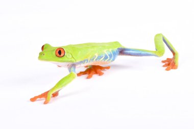 Amfibi callidryas, kırmızı treefrog