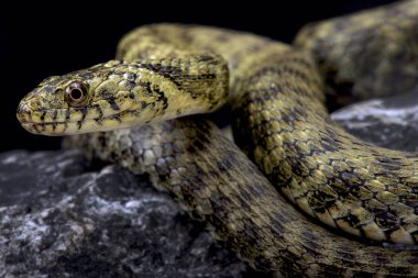 Zar yılanı (Natrix tessellata) içine Orta Doğu ve Avrupa'da yaygın olarak dağıtılmış yılan türüdür.
