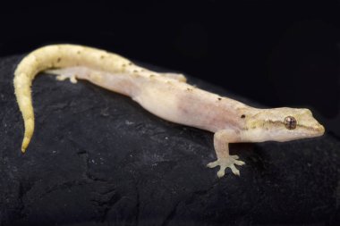 Yas gecko (Lepidodactylus lugubris) bir kadın sadece kertenkele türüdür. Buna parthenogenic denir. 