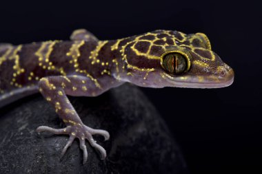 Doi Suthep Bent parmaklı gecko, Cyrtodactylus doisuthep