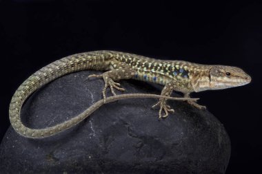 Tiren duvar kertenkele, Podarcis tiliguerta tiliguerta