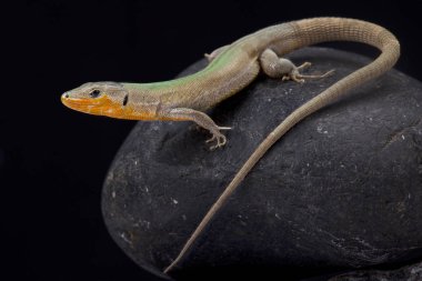 Dalmaçya duvar kertenkele, Podarcis melisellensis fiumana