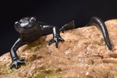 Alp semender, Salamandra atra atra