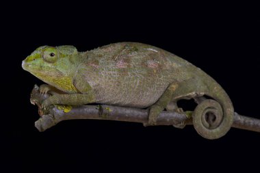 Carpenter'ın bukalemun, Kinyongia carpenteri