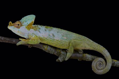 Carpenter'ın bukalemun, Kinyongia carpenteri