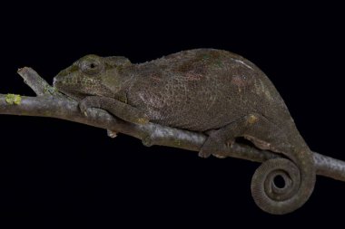 Carpenter'ın bukalemun, Kinyongia carpenteri