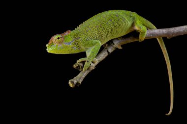 Bohmes iki boynuzlu bukalemun, Kinyongia boehmei, kadın