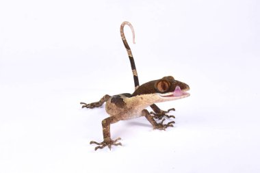 Ring-Tailed Gecko, Cyrtodactylus louisiadensis 