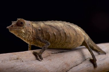 Kamerun Stumptail bukalemun, Rhampholeon spektrum