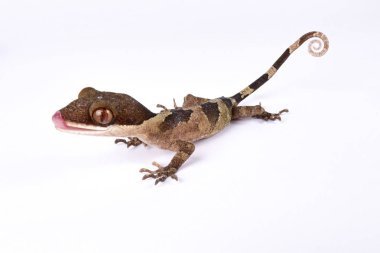 Ring-Tailed Gecko, Cyrtodactylus louisiadensis 