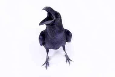The Common raven (Corvus corax corax) is an extremely smart bird species. clipart