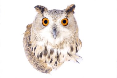 Sibirya kartal baykuş Bubo bubo sibiricus