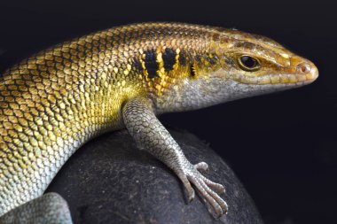 Gökkuşağı Skink, Trachylepis quinquetaeniata
