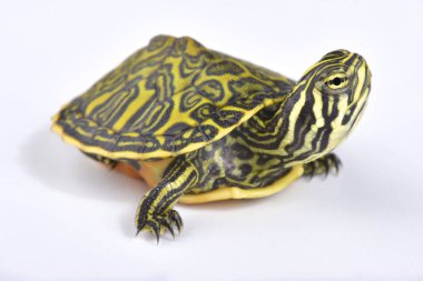 Florida redbelly kaplumbağa, Pseudemys nelsoni 