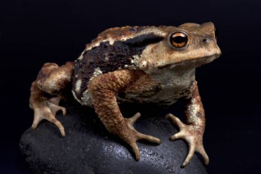 Miyako kurbağa, Bufo gargarizans
