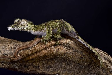 Dev yaprak kuyruklu gecko, Uroplatus giganteus