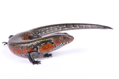 Dev yangın skink (Lepidothyris fernandi fernandi) Batı Afrika'da bulunan bir büyük, çok renkli, skink türdür.