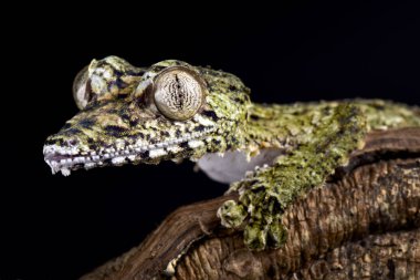 Yaprak kuyruklu dev kertenkele (Uroplatus giganteus) dünyanın en büyük gecko türlerinden biridir. Kuzey Madagaskar buluncaya kadar.