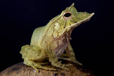 Solomon Adası yaprak kurbağa, Ceratobatrachus guentheri