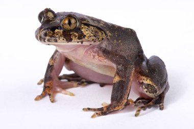 Kıllı kurbağa (Trichobatrachus robustus) olarak da bilinen korku kurbağa veya Wolverine kurbağa., kurbağa Merkezi Afrika türdür. Thehair benzeri yapıları vücut ve damızlık erkek uyluk ortak adını gösterir.