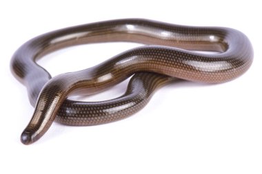 Lineolate kör yılan, Afrotyphlopinae lineolatus