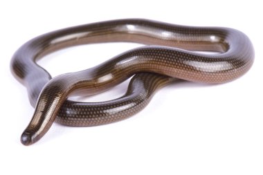 Lineolate blind snake, Afrotyphlopinae lineolatus clipart