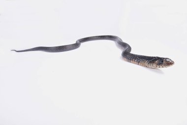 Texas indigo snake, Drymarchon melanurus erebennus clipart