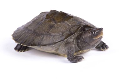 Boyalı terrapin, Batagur borneoensis