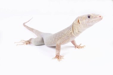 Jayakars Umman kertenkele (Omanosaura jayakari) Umman ile Suudi Arabistan arasındaki sınır bölgesine endemik.