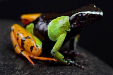 Baron's mantella, Mantella baroni 