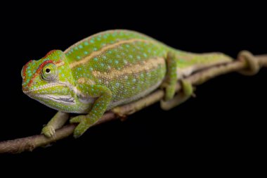 Mücevher bukalemun, Furcifer campani 
