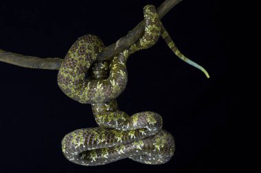 Mangshan kesimlerinde bulunan çukur engerek (Protobothrops mangshanensis) familyasından bir atmaca kritik tehlike altında dev viper Yunan eyaleti, Çin için endemik.