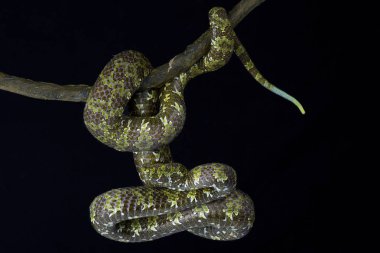 Mangshan pitviper (Protobothrops mangshanensis) is a critically endangered giant viper species endemic to Yunan province,China. clipart