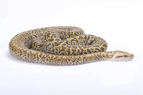 Birmy Python Python Bivittatus Granit — Zdjęcie stockowe