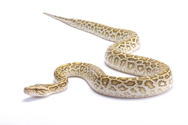缅甸蟒蛇 Python Bivittatus Hypomelanistic — 图库照片