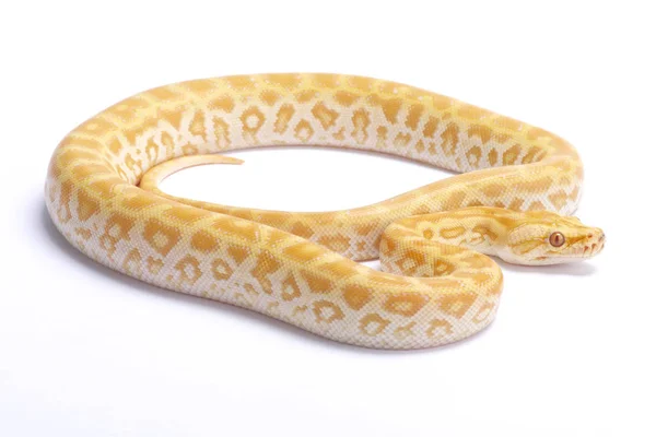 Python Birmanês Python Bivittatus Albino Labirinto — Fotografia de Stock
