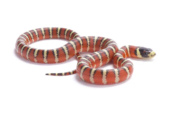 Arizona Dağ Kingsnake Hayvan — Stok fotoğraf