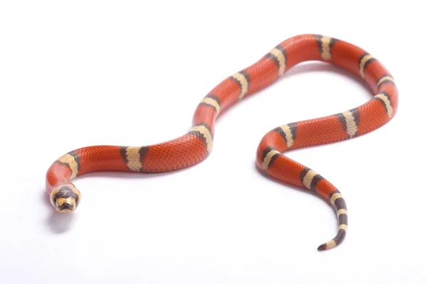 Honduran Milk Snake Lampropeltis Triangulum Hondurensis Hypomelanistic — Stock Photo, Image