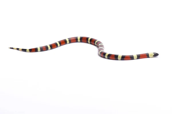 Cobra Leite Sinaloa Lampropeltis Triangulum Sinaloae México — Fotografia de Stock