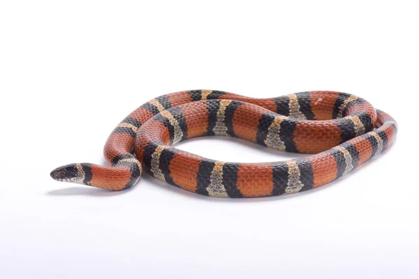 Louisiane Milk Snake Lampropeltis Triangulum Amaura États Unis — Photo