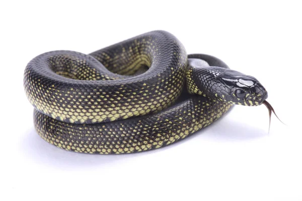 Μεξικάνικη Μαύρο Kingsnake Lampropeltis Getula Νιγριτα — Φωτογραφία Αρχείου